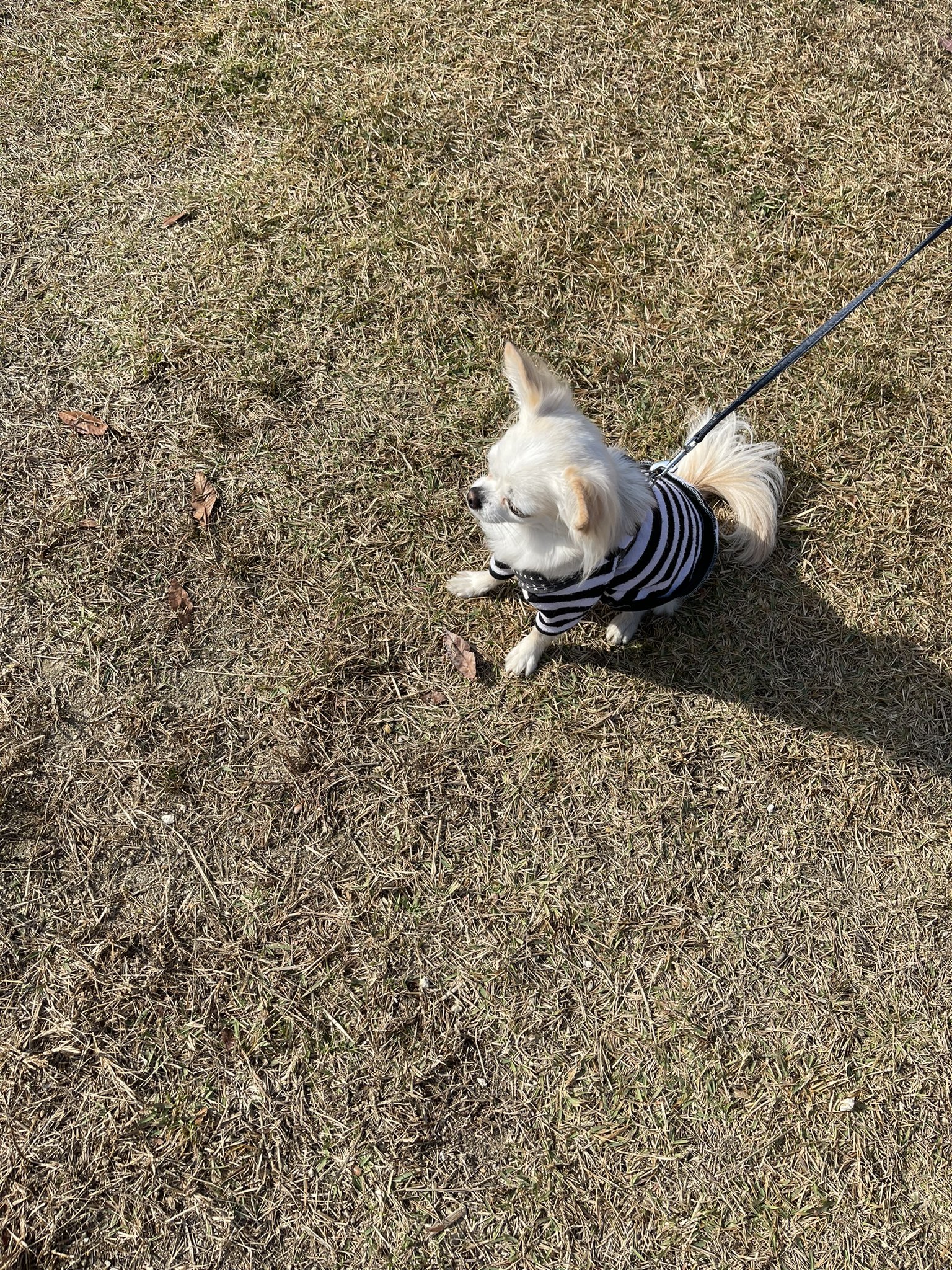 犬の膵炎 Twitter Search Twitter