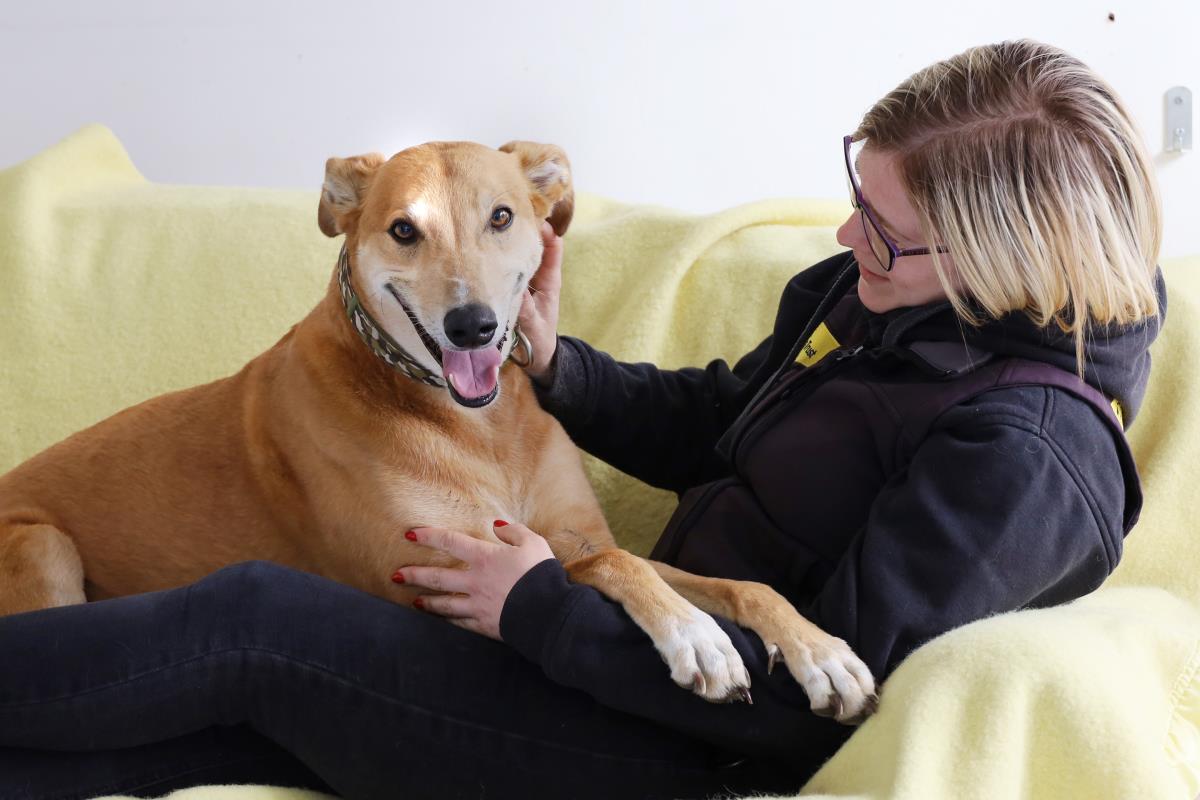 AdoptionsUk's tweet photo. Please retweet to help Jake find a home #LEEDS #ENGLAND 
Aged 7, due to an unsettled past he is now looking for an adult home as the only pet where someone can be around for him. Please share to help💗

DETAILS or APPLY👇
https://t.co/fWnyaAKBzb
#dogs #pets #Lurchers #Saturday https://t.co/3kaq3xPjfa