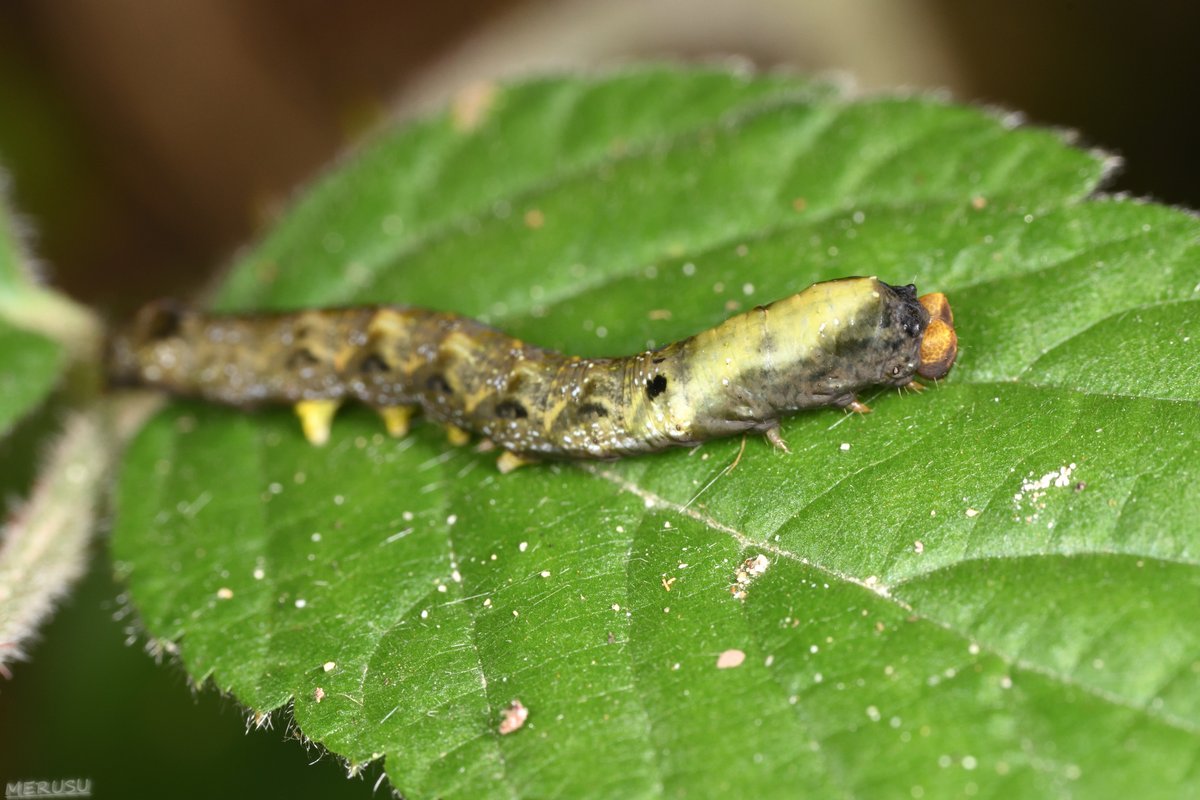 MERUSU's tweet photo. モントガリバ、幼虫しかみることない。(10/3、10/30) #photography #bugphoto #bugphotography #Caterpillar #Thyatira #batis https://t.co/BMfkivDwzI