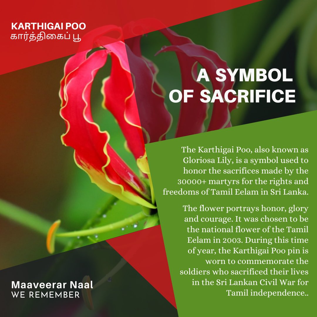 FMMTSA's tweet photo. Hey McGivney! As today is Maaveerar Naal, we wanted to share with you a meaningful post about the significance of the Karthigai Poo. Also known as the Gloriosa Lily, the Karthigai Poo is the symbol of sacrifice worn around the time of Maaveerar Naal. @FMMtweets https://t.co/si74FsMhtG