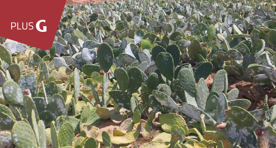Gestionpe's tweet photo. #PlusG | Perú refuerza su posicionamiento global en carmín de cochinilla ►https://t.co/MjUiuFquRF

#Carmín #cochinilla #ADEX #colorantesnaturales https://t.co/kBqLus9Sx4