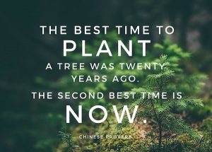 YouthServiceSTH's tweet image. The UK’s largest annual tree celebration.
National Tree Week is the UK’s largest annual tree celebration, marking the start of the winter tree planting season (November to March each year). In 2021, it will take place from Saturday 27 November – Sunday 5 December.

#treeweek21