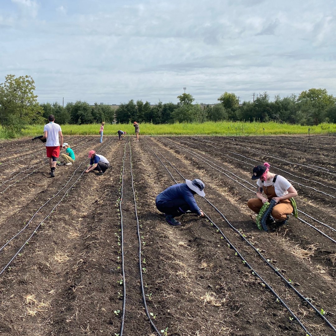 Urban Roots tweet media