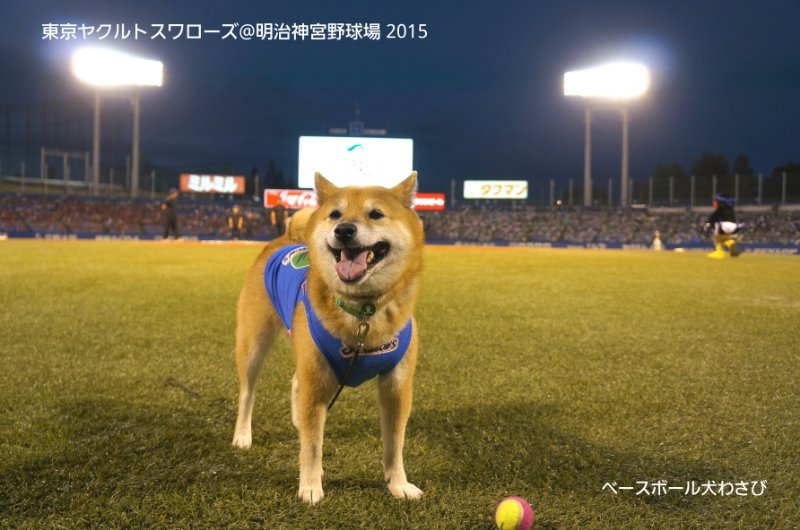 わさび Wasabi Shiba Twitter わさび Wasabi Shiba Twitter