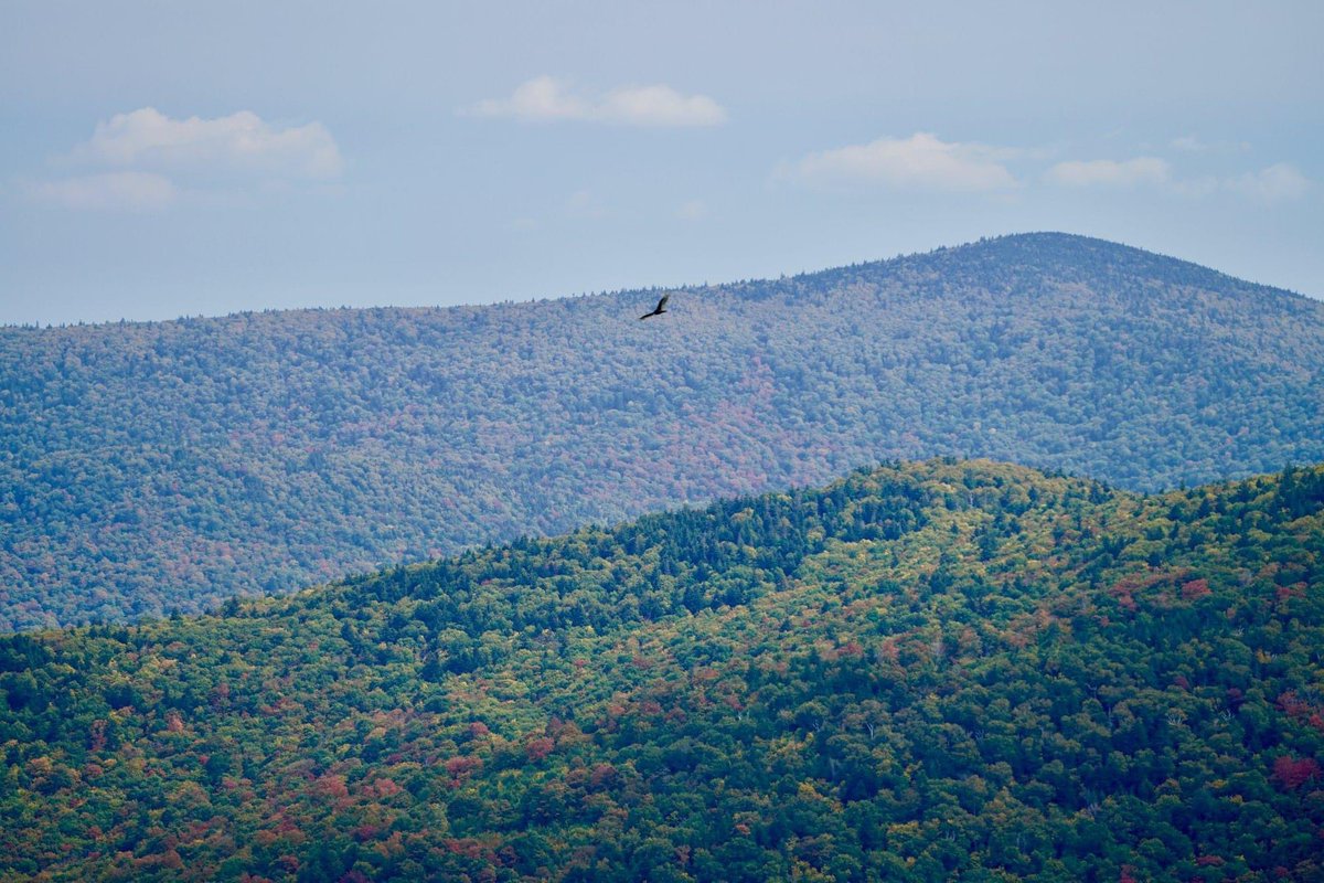 standingtrees_'s tweet photo. #DidYouknow that the Pittenden Inventoried Roadless Area spans 16,000 acres of wild forests, streams, and wetlands in VT? The US Forest Service seems dead-set on logging this remarkable landscape. Stay tuned for updates on how you can help protect this special place! https://t.co/0i1HefqVlB