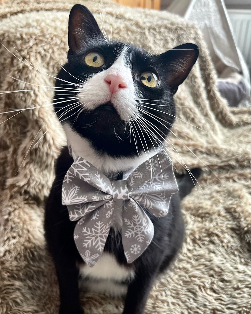 Let it snow ❄️⛄️
.
.
.
.
#letitsnow #snow #StormArwen #CatsOfTwitter #Caturday #catsofinstagram #bowtie