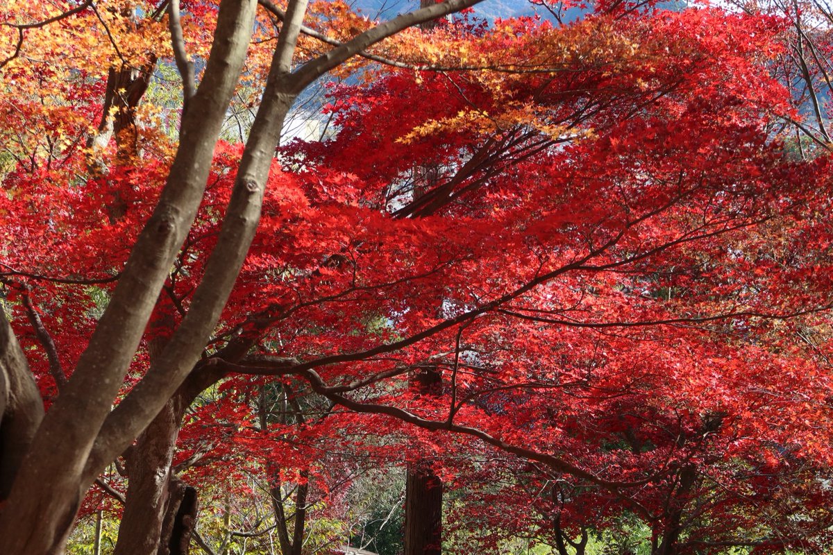 part1denka's tweet photo. いやー、もぉねぇ、紅葉おわりでした。遅かったですぅ。 https://t.co/iaHD2CmmyL