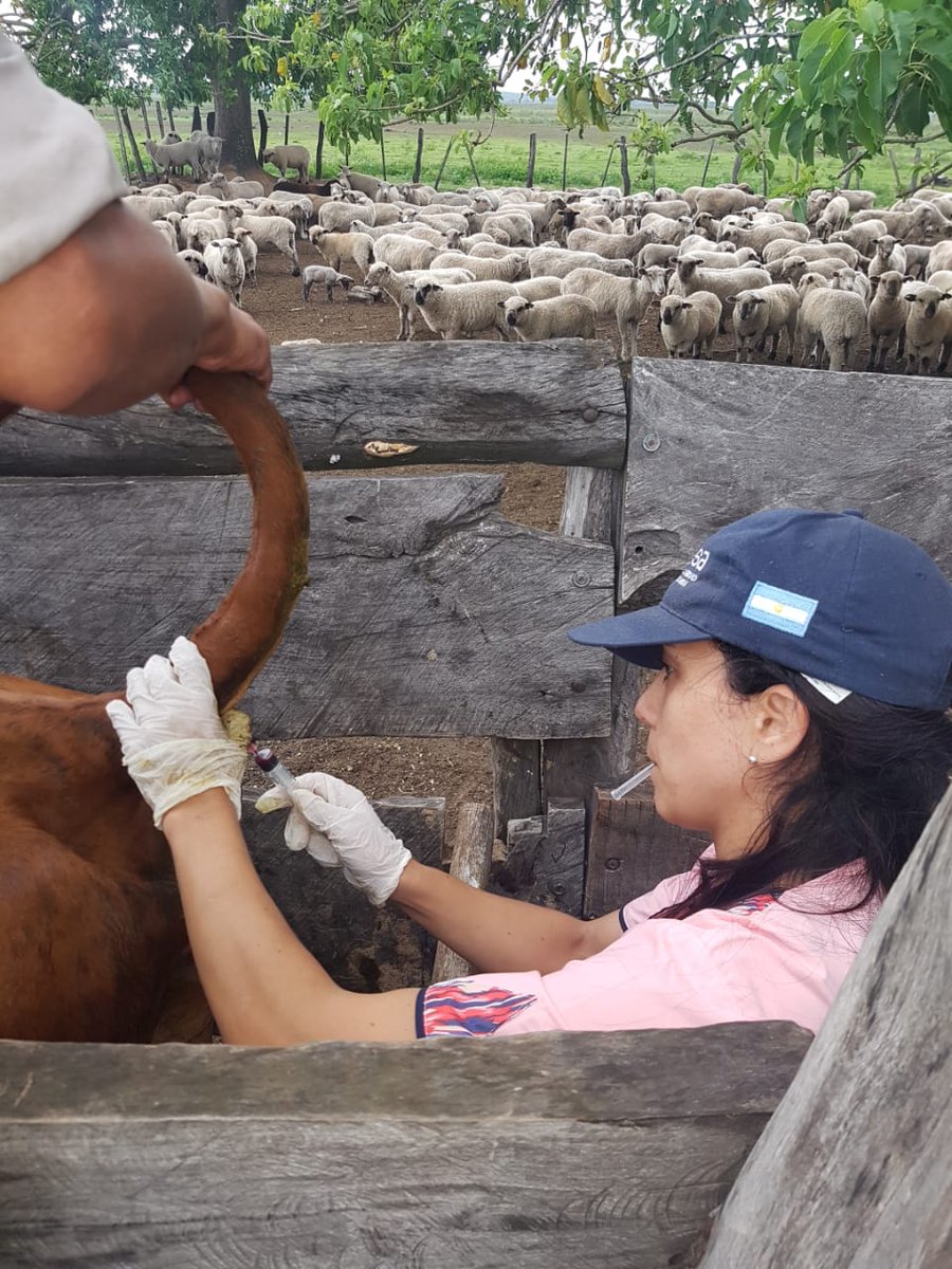 CarlosJ66476213's tweet photo. Que gran trabajo #Does #Agricultura #Familiar #Senasa #sanidad #Animal #CorMis.
Es un trabajo en equipo en corrientes y en misiones interistitucional y para un bien común la inocuidad-sanidad-zoonosis=mejorar la calidad de vida . https://t.co/osJpkHxrSy