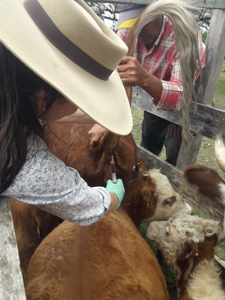 CarlosJ66476213's tweet photo. Que gran trabajo #Does #Agricultura #Familiar #Senasa #sanidad #Animal #CorMis.
Es un trabajo en equipo en corrientes y en misiones interistitucional y para un bien común la inocuidad-sanidad-zoonosis=mejorar la calidad de vida . https://t.co/osJpkHxrSy