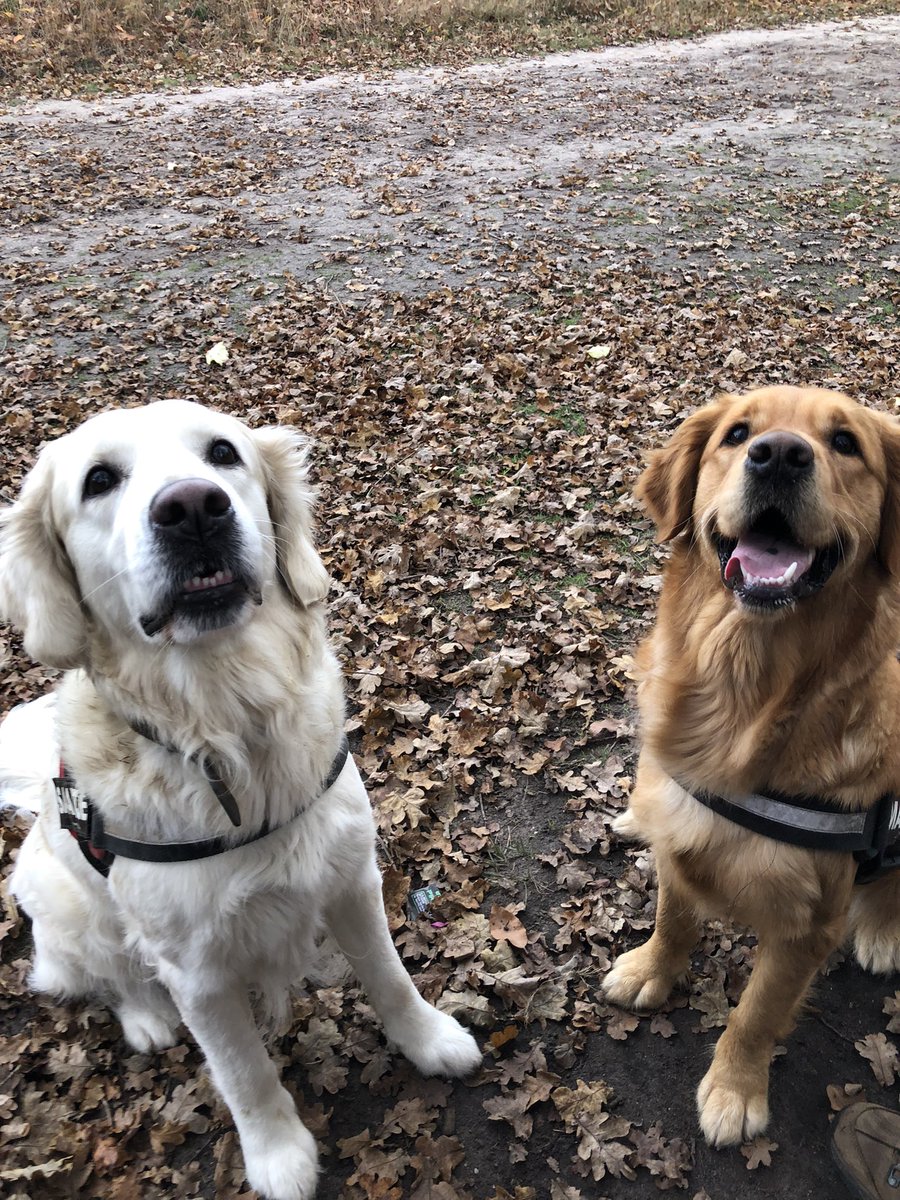 h2oluc's tweet photo. @derkalssema Welkom Dexter, Saartje🐾 en Marietje 🐾 https://t.co/wem3ry9Ug0