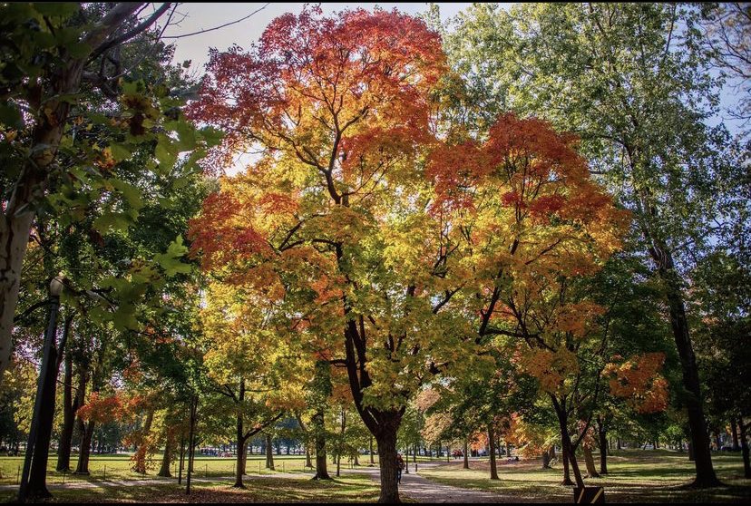 TheNationalMall's tweet photo. We hope youโre getting the family out on the #NationalMall this weekend for a last glimpse at #FallOnTheMall ๐โจ๐ @NationalMallNPS
๐ธ credits: @angelan https://t.co/EYRqJR3pQj