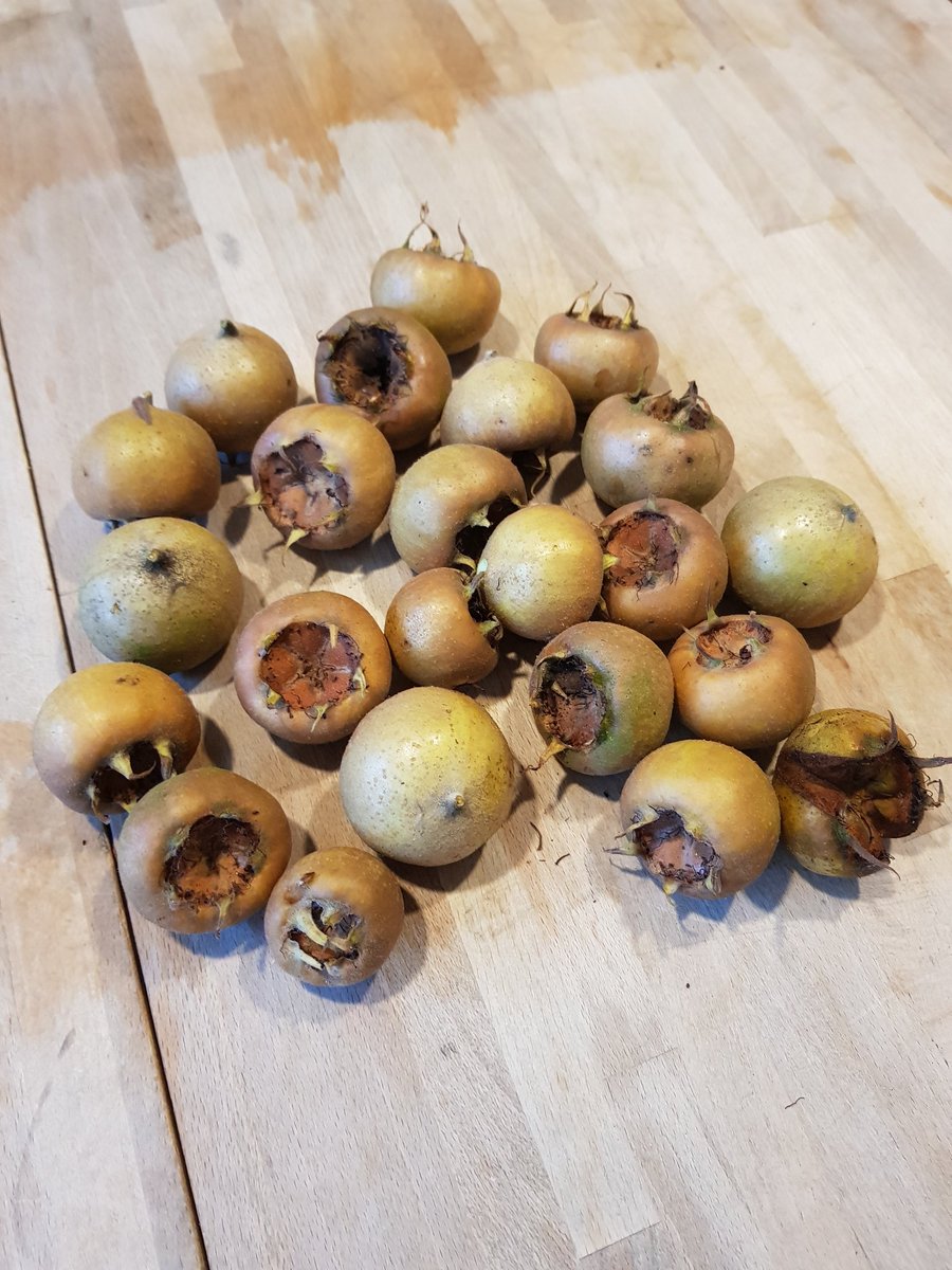 josverstegen's tweet photo. Pfff, lamme polsen van een paar uurtjes snoeien en zagen van #vijgen en #hazelnoot in de tuin. Ook nog wat #mispels geoogst. Met je #koolstofopslag #carboncapture #carbonsequestration #gardenlife. Nu thee met iets lekkers. #YOLO https://t.co/nzypifXG4N