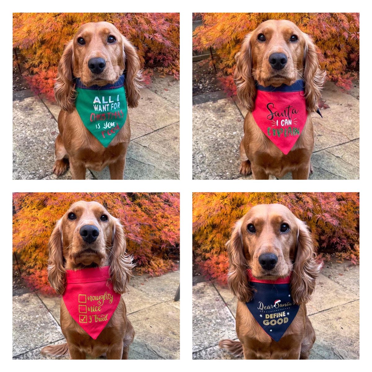 JoeBandito2005's tweet photo. Christmas dog bandanas from £7.49 https://t.co/46xnyjI5Wu #Christmas #dogsoftwitter 🎄 #ChristmasDogs https://t.co/erbZCxPCm4