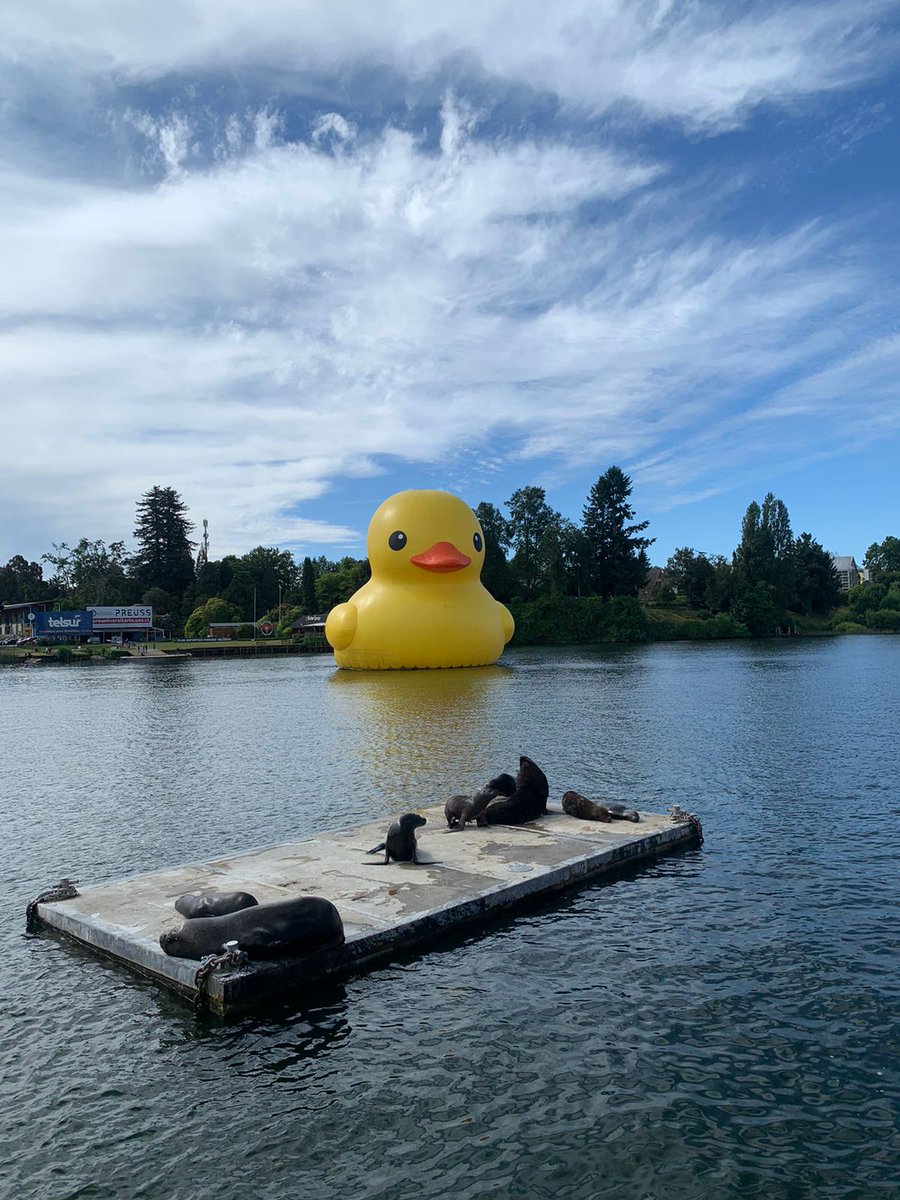 Estamos bien, en el río los 33 (el pato y los lobitos)