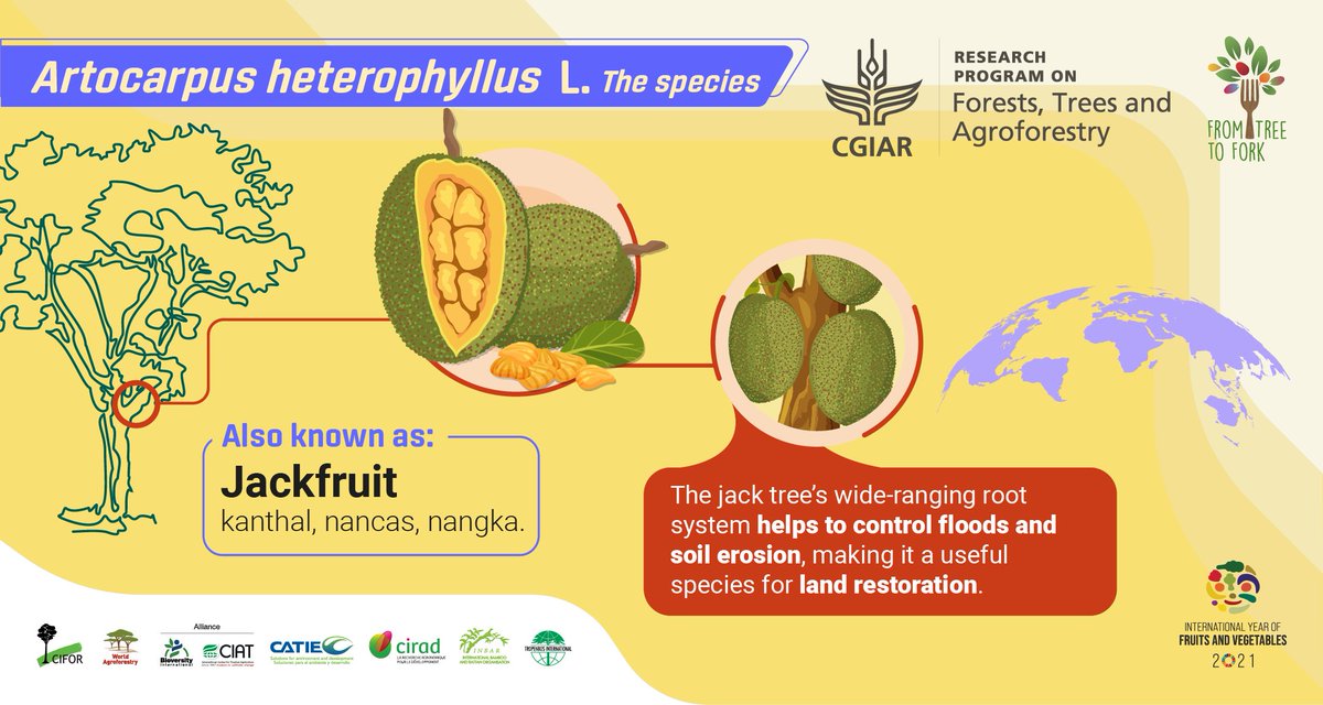FTA_Partnership's tweet photo. Not only a source of nutrients, jackfruit can also contribute to restoration and disaster mitigation. Its wide-ranging root system helps to control floods and soil erosion, making it a useful species for land restoration.
🔗 https://t.co/pHd8v2Qtje
.#IYFV2021 #FromTreeToFork https://t.co/4VVFoZcM39