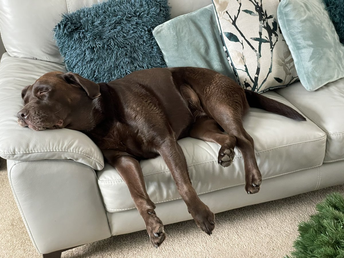 ange_ham's tweet photo. Chilled out Saturdays! #itsadogslife #snowday #Labrador #CocoHam https://t.co/fFSLC1gVrL
