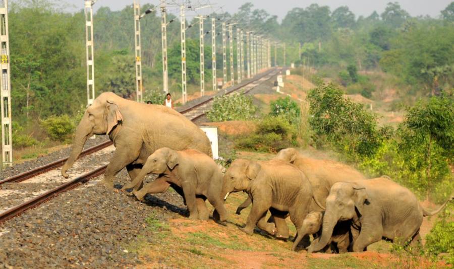 🩸🩸We're grieving the loss of 3 🐘🐘🐘crushed to death by train in Coimbatore past Friday. Our hearts are bleeding🩸🩸 🩸🩸We've launched a project in W. Bengal to save elephants from the deadly train tracks, which we will emulate across key 🐘🐘states: bit.ly/3HGD4zV