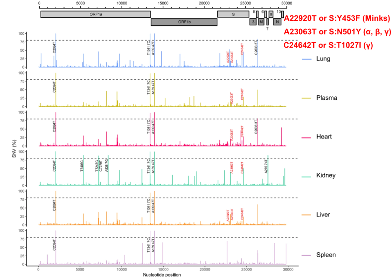 We report organ-specific SARS-CoV-2 intra-host genome diversity including emerging mutations found in VOCs (shown in red). However, this patient died in June 2020 before any reported cases of these VOC. This supports the idea that intra-host evolution could lead to new VOCs (2/3)