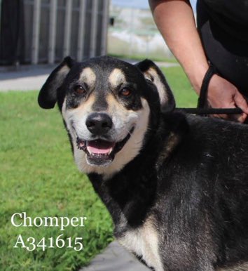 Yasmin_theCat's tweet photo. 💝CHOMPER💝#A341615

💔😢ONLY $2 IN PLEDGES😢💔

Sweet, loving, playful &amp; gorgeous❣️

Why doesn’t Chomper have more support from our Twitter family❓

🆘 Please don’t let #CorpusChristi kill this amazing 5 yr old boy💔

HELP‼️
 #Pledge #Rescue #Foster #Adopt 

Interested? See ⬇️ https://t.co/t5qm0SgleK