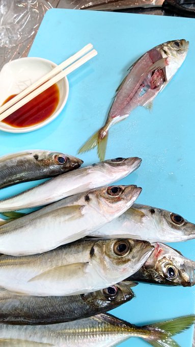 竿とリールをまるごと魚に持っていかれたりで今月の釣りはなかなか過酷😨
アジ100尾少々とプリっ子とサワラ。

もう捌きながら食すスタイル🤤 