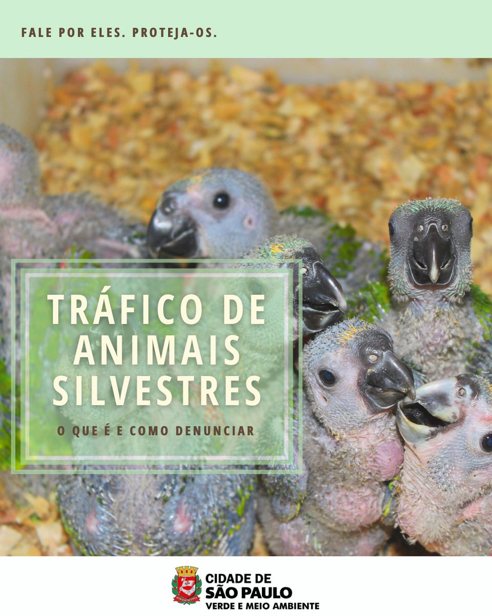 svmasp's tweet photo. Você sabia que o tráfico de animais só perde para o tráfico de drogas e de armas?
Vem saber um pouquinho mais sobre o tráfico de animais no nosso Instagram.
#traficodeanimais #animal #trafico #salveosanimais #saopaulo #instasp #meioambiente #natureza #svma https://t.co/4Vfo79s2zL