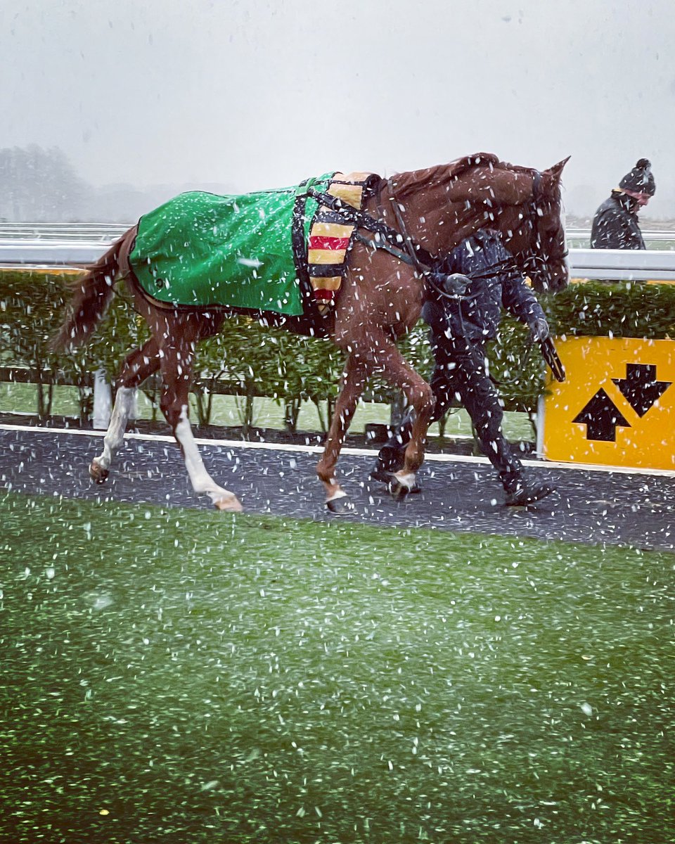 Pippa_Breeze's tweet photo. Greetings from Well Educated on what’s been a very winter day at Newcastle 🌨🐎 https://t.co/6mC5sJvhhx