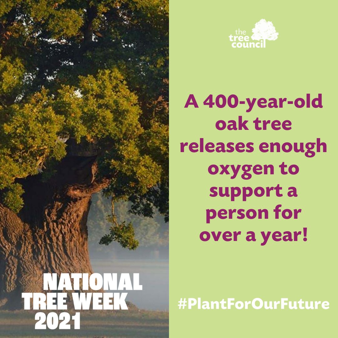 Trees keep us alive!
They store carbon, reduce flood risks, improve air quality and so much more.

A 400 year old oak releases enough oxygen for 1 person to breathe for over a year.

#PlantForOurFuture #NationalTreeWeek