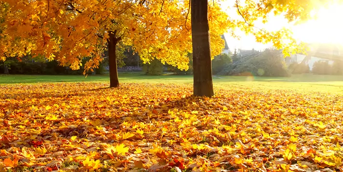 Athletico's tweet image. The air is getting colder, the #holidays are approaching, and the leaves (or snowflakes) are falling! 🍂❄️

#Raking and #shoveling can be strenuous and you should take proper precautions in order to avoid back strains and other injuries. Learn more here - ow.ly/6pLR50GVH4J