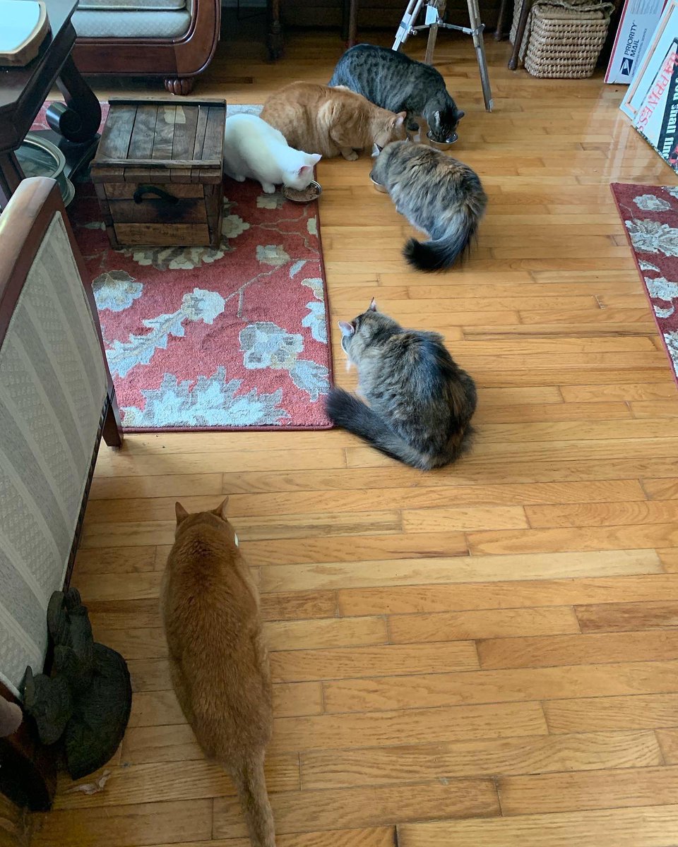 JoReKeo's tweet photo. Happy Caturday! #caturday #catclowder https://t.co/CClJK0JvdH