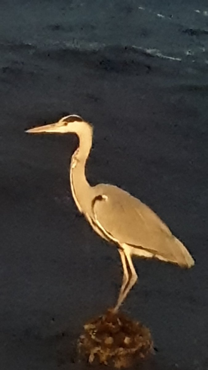 #yabanistanbul cengelkoy de #balikcil