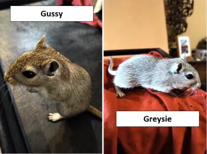 douglasrivlin's tweet photo. Gussie and Greysie, a bonded mom & daughter pair of cute young cuddly friendly gerbils, are looking for a home in DC. https://t.co/XlRgOXIGye #humanerescue https://t.co/Ly3pNnmOiB
