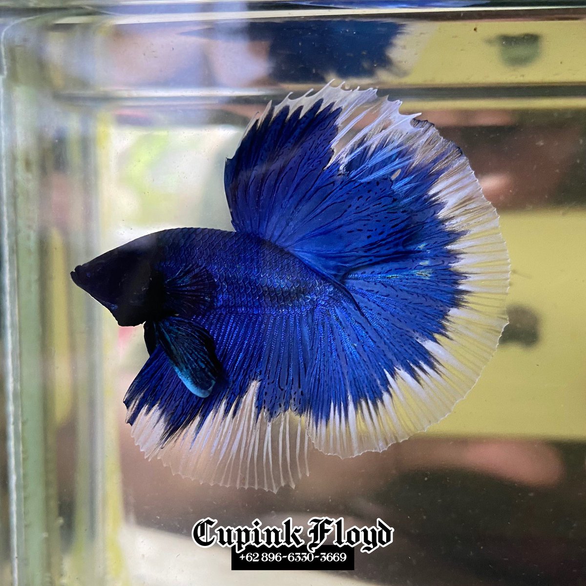 Green &amp; Blue Butterfly💚💙

Indonesia🇮🇩 

World Wide Shipping🌍

#bettafish #ikancupang #cupang #bettas #bettafishworld #bettafishindonesia #halfmoon #butterfly #forsale #worldwideshipping #indonesia