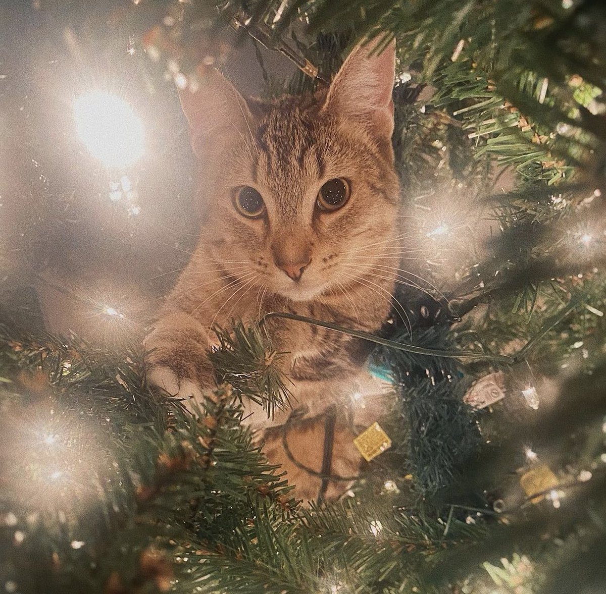 christmas kitty 🎄