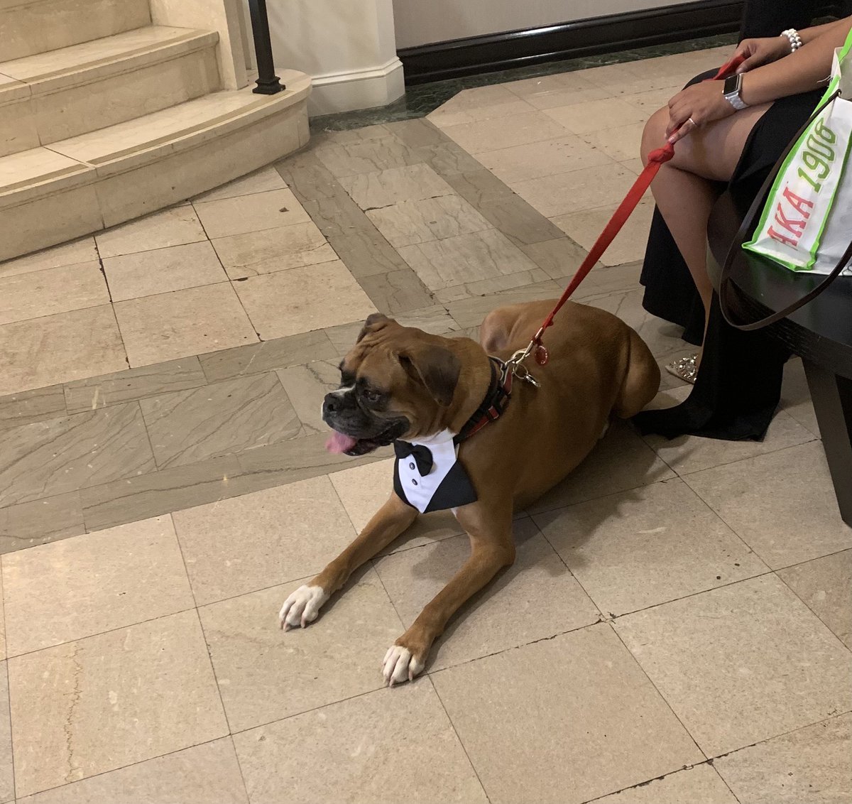 MMcCullum_iLead's tweet photo. If you need a date for your next formal event, Tyson is available. #bookhim #datedog #BoxerBae https://t.co/P29iuq3IRK