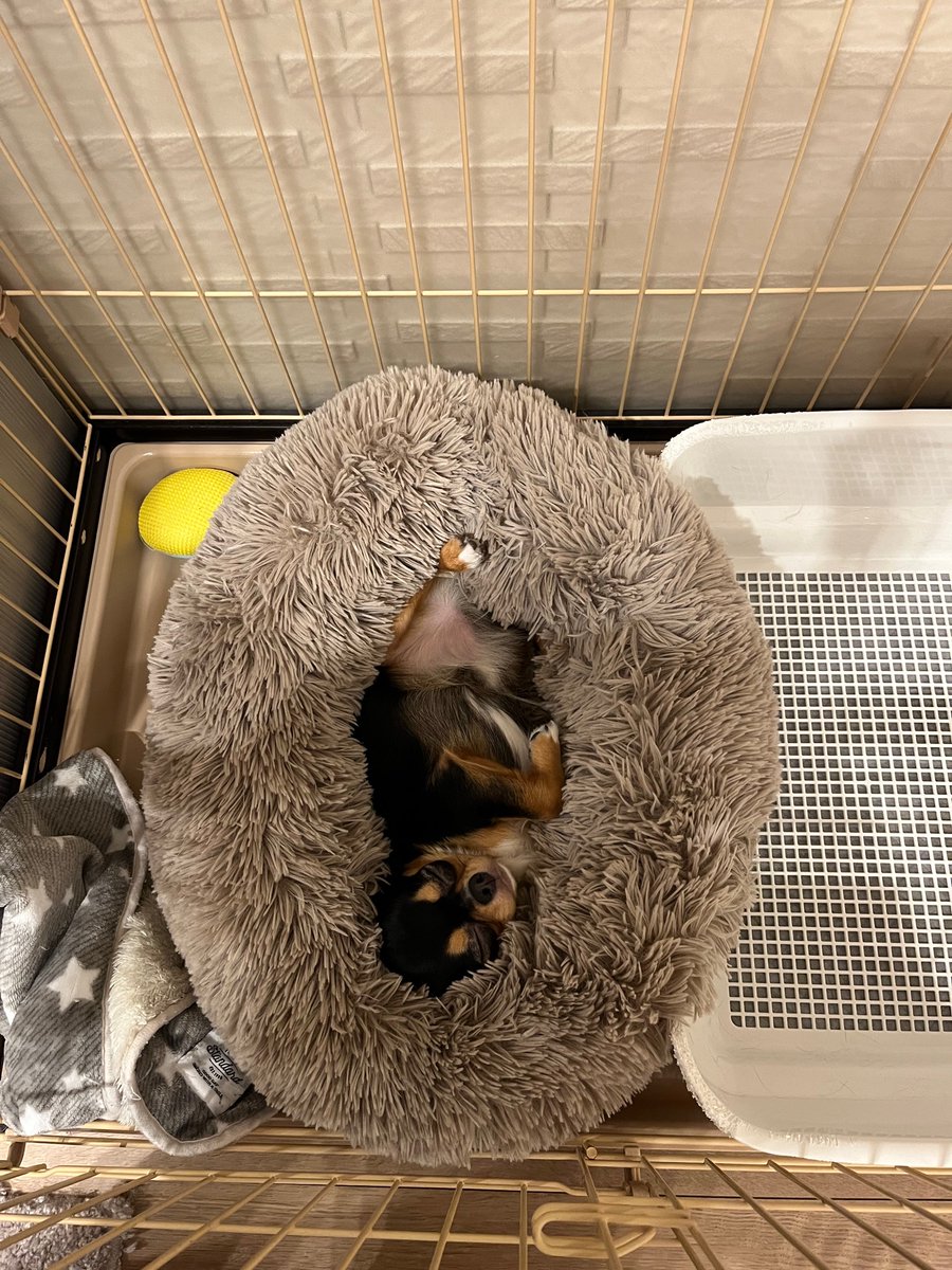 mengshizhimu375's tweet photo. #愛犬 の #チワワ の為に買った
#ドリームチェイサーベッド
気に入ったみたいで良かったー😊
https://t.co/9wM6PjdEmg
#福岡 #早良区 #矯正 #小児矯正 #成人矯正 #TALLTAILS https://t.co/SViGSasX5d