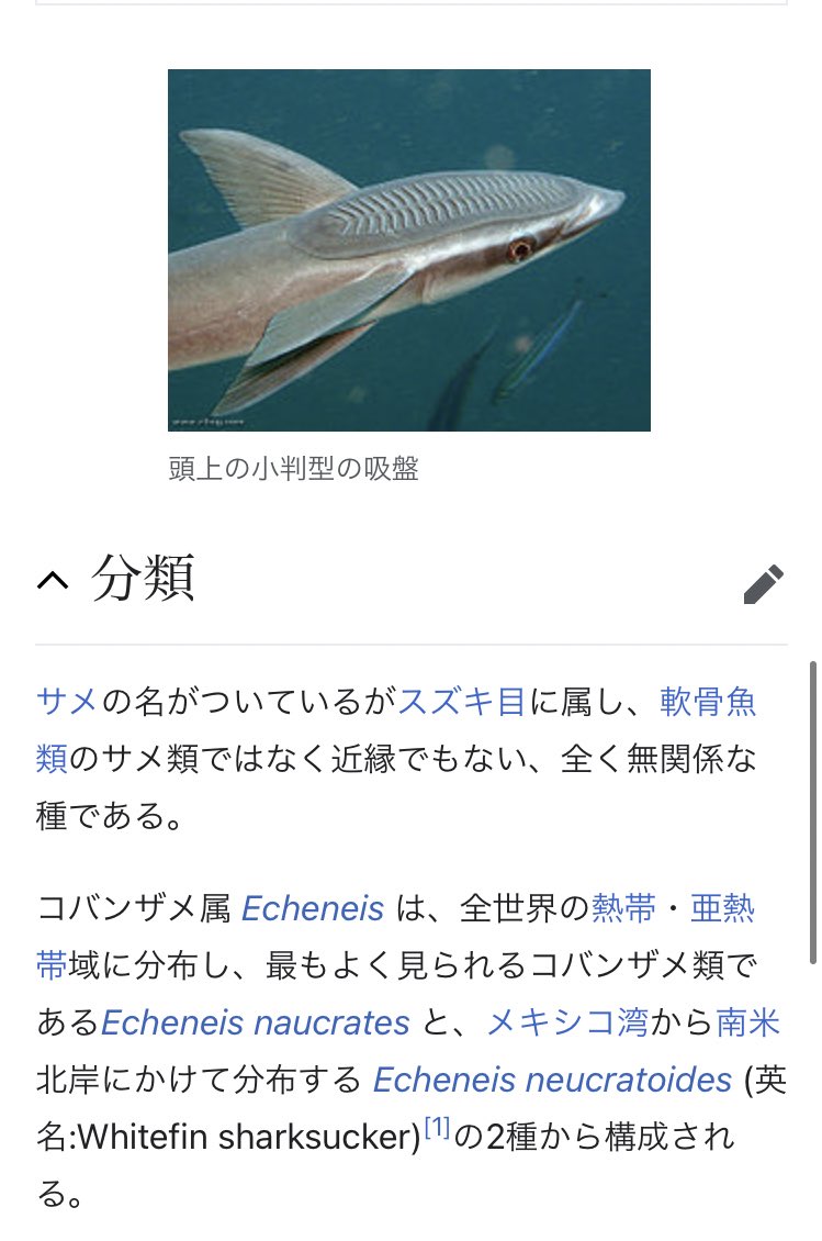 本物のコバンザメを部屋のいろんな所に貼りつけてみた様子がこちら すごい 普通にくっつくんだ 笑 Togetter