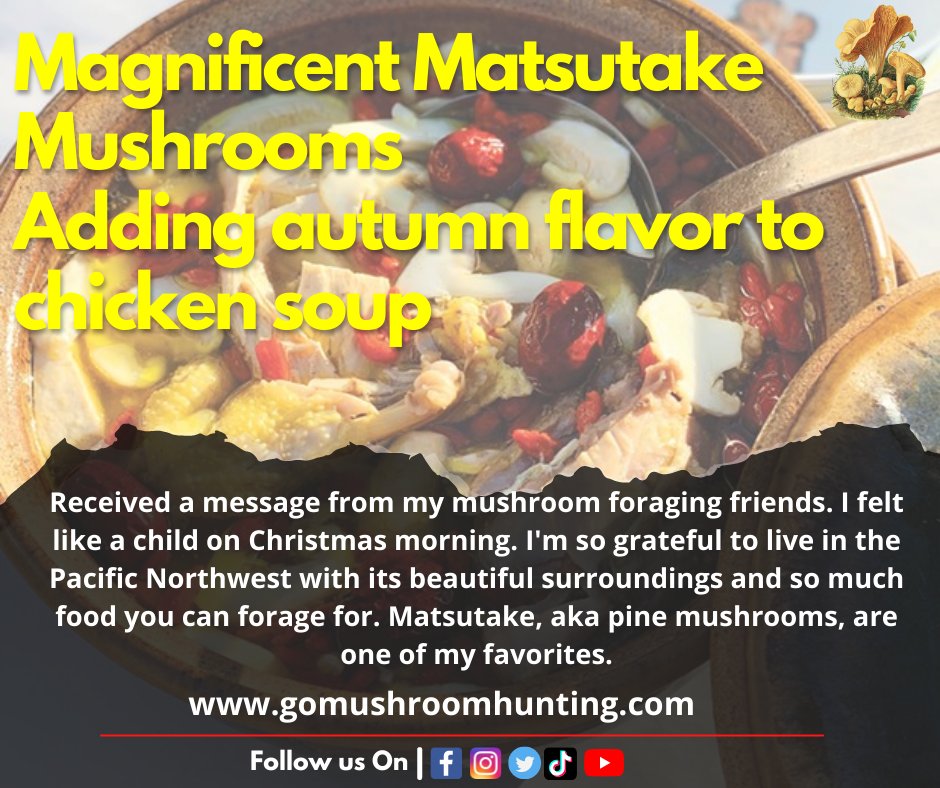 Mushroom Recipe you can Try at Home
For more on Mushrooms. Press Follow @gomushroomhunt 

#gomushroomhunting #autumnfoods #fallrecipes #easyrecipes #recipe #mushrooms 
#ediblemushrooms #mushroompicking #mushroomfun #mushroomhunter