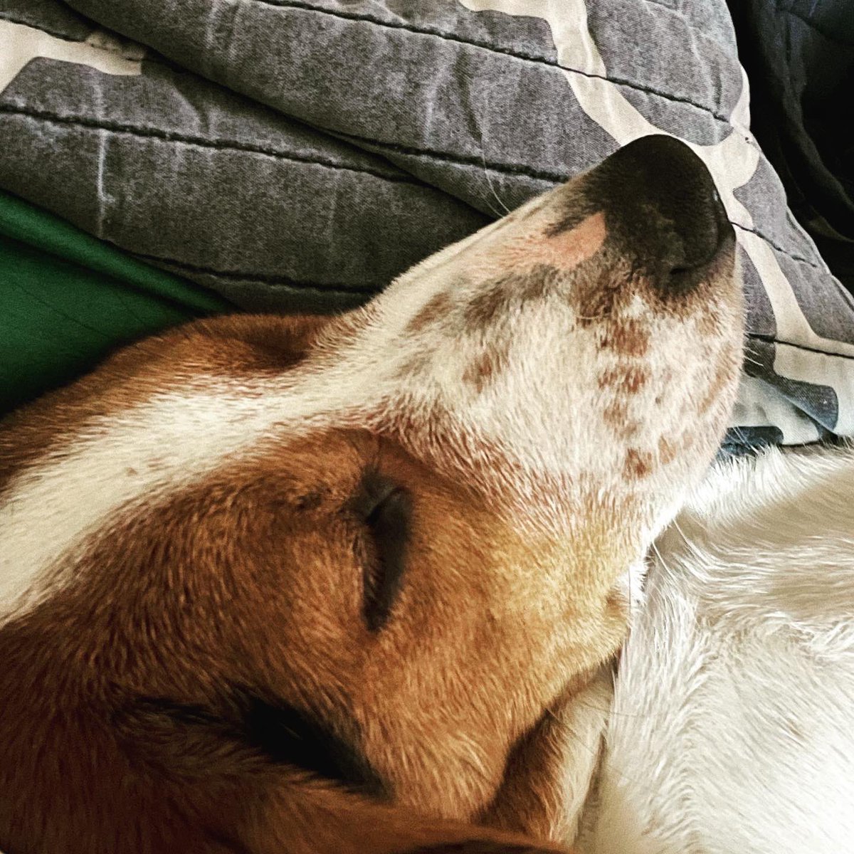 TheQueenDio's tweet photo. All of our babies in our bed this morning 🐶🥲💕 #DogsofTwittter https://t.co/YrhKWVob35