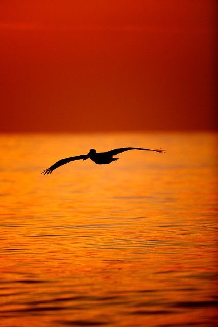 BluesignV's tweet photo. Evening mood 🖤🧡 https://t.co/NVE96Kut0z
