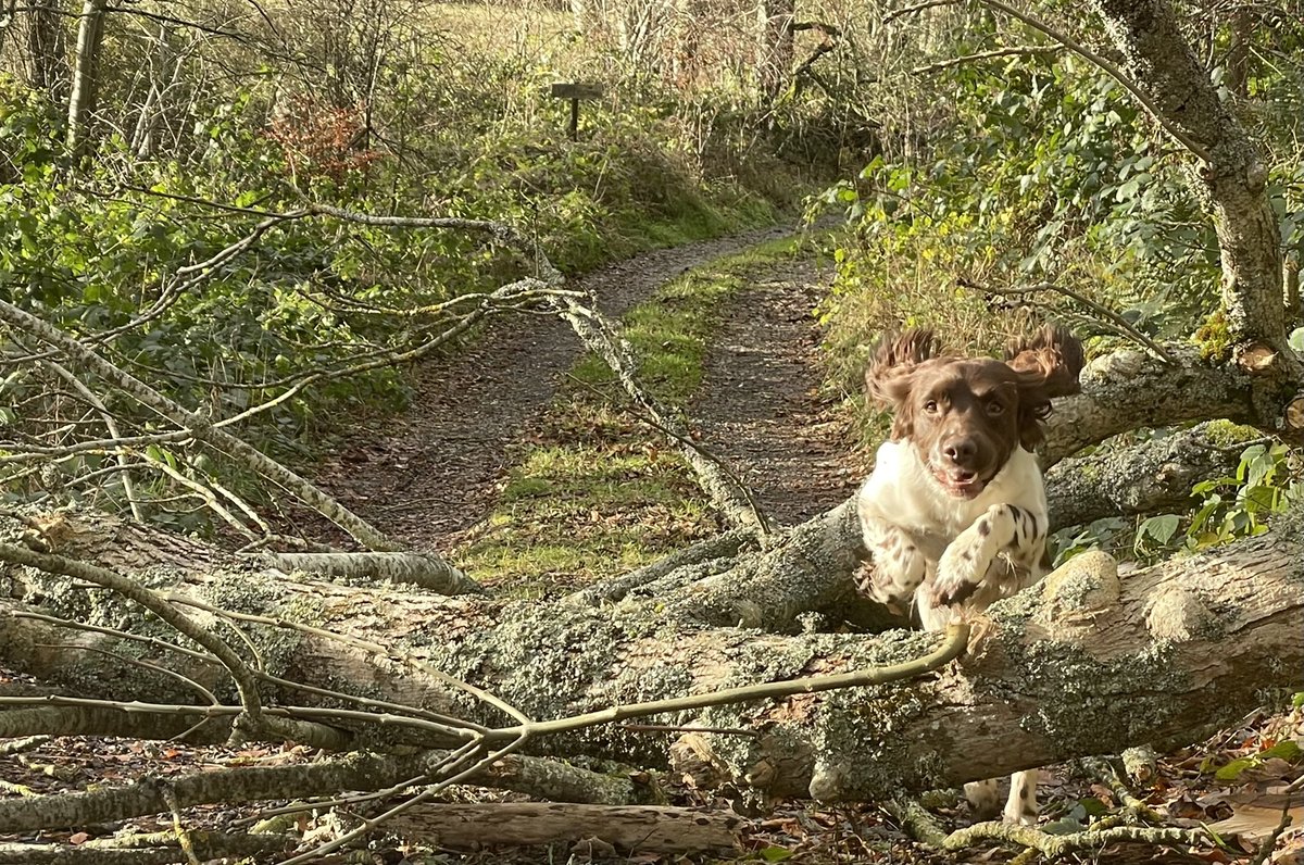 windyhollowscot's tweet photo. After storm Arwen last night πash tree down, a chance for tree jumping πΏhope you are all well and safe π #StormArwen #storm #tree #weather #Scotland #Perthshire #outdoors #treejumping https://t.co/9w1nnRoeTF