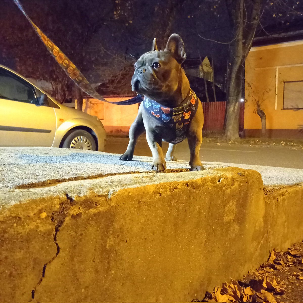 BuckoFrenchie's tweet photo. 🐾 #EveningWalk 🐾 
#BuckóFrenchie #FrenchBulldog #frenchie #doglife #november https://t.co/L3yaeS0eLC