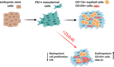 StemCellsJournl's tweet photo. Zbtb46‐dependent altered developmental program in embryonic stem cell‐derived blood cell progenitors
#embryonicstemcell #erythropoiesis #hematopoieticdevelopment #transcriptionfactor #Zbtb46 https://t.co/yGGDVRcork https://t.co/LbXCq2qqQy