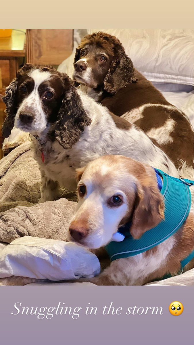 SpanielsSuper's tweet photo. We had a lot of weather last night thanks to Storm Arwen ๐ณ It was a bit noisy & scary, we were put to bed and snuggled up while mum & dad checked the damage. #ScaryStuff #StormArwen #DamagedRoof #Rainy #Windy #Snowy #Cold https://t.co/Z6Jk84GeN1