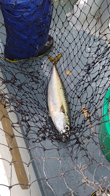 正体は大サバ。
ちょうど群れで回遊してきたようで直ぐにうちの奥様にもヒット。そして仇を討ってくれました☺️

50cm超えのふくらはぎサイズ、憎らしいけど…尋常でない脂で溜息出るくらい美味かったです🤤 