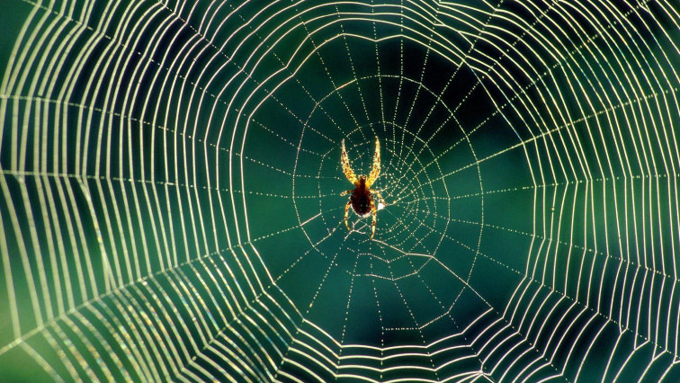 StatNano's tweet photo. TU Delft Creates One of the World’s Most Precise Microchip Sensors – Thanks to a Spiderweb

https://t.co/MP1lan2CQd

#TU_Delft #Microchip #Sensor #Spiderweb #quantum_technology  #sensing_technology #Netherlands #spiderwebs #nanomechanical_sensor #StatNano #NBIC #nanotechnology https://t.co/gUoG0rFQV3