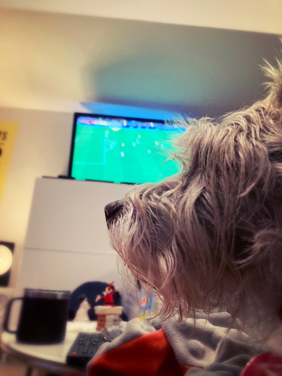 WilsonsWorld's tweet photo. Who is watching #LIVSOU with your #RescueDog🐾 right now? Time for some #HalftimeDogs🐶 #MyPLMorning ⚽️#AdoptDontShop🐾❤️ https://t.co/lnMUuAx6v3