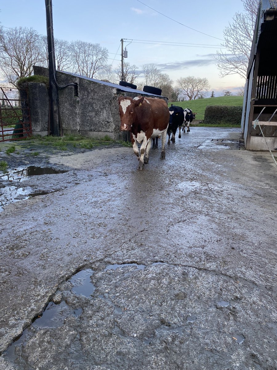 Nevler's tweet photo. Cows coming in from their last day of grass for 2021 🌱 🥛 #grasstomilk https://t.co/6ffIcufEJ1
