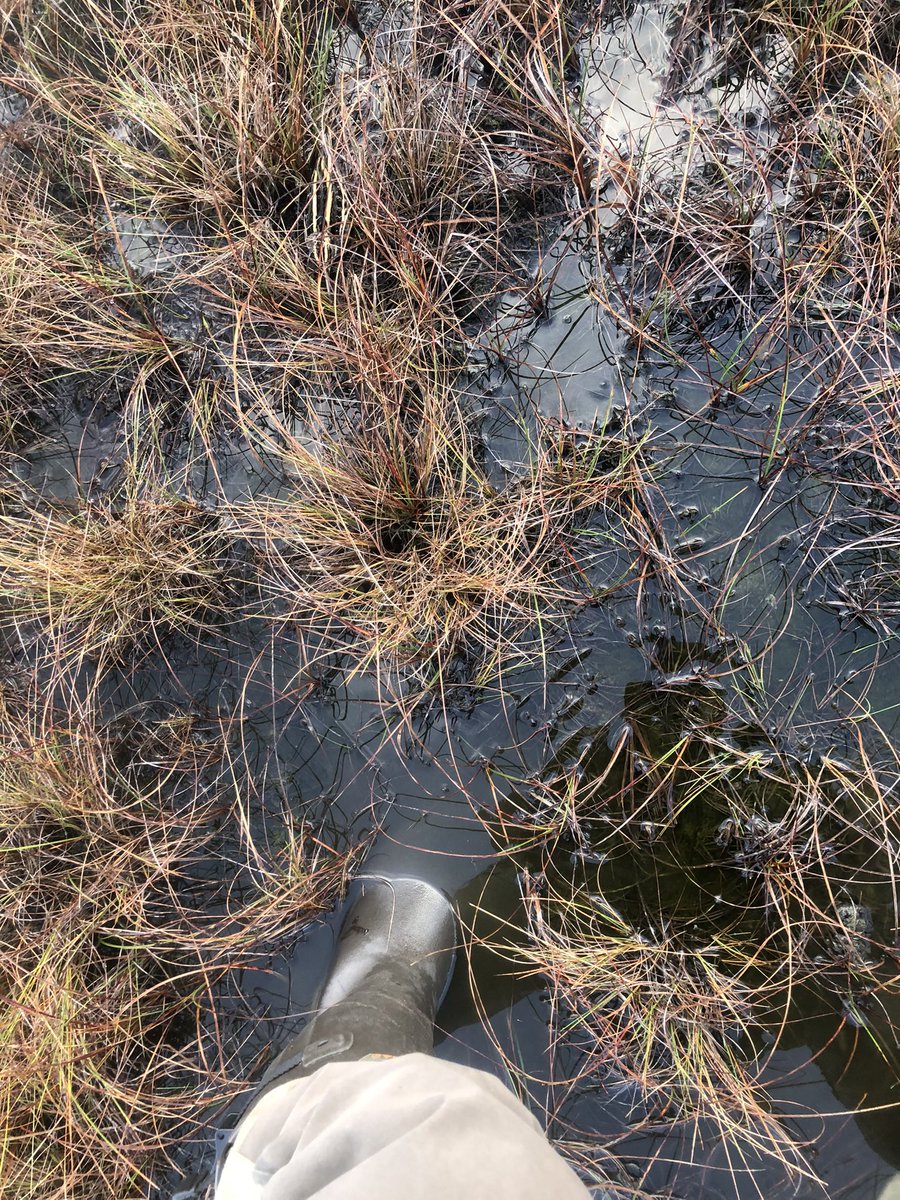 RonaldSurgenor's tweet image. Jack snipe don’t half sit tight. This is the phone angle on one.