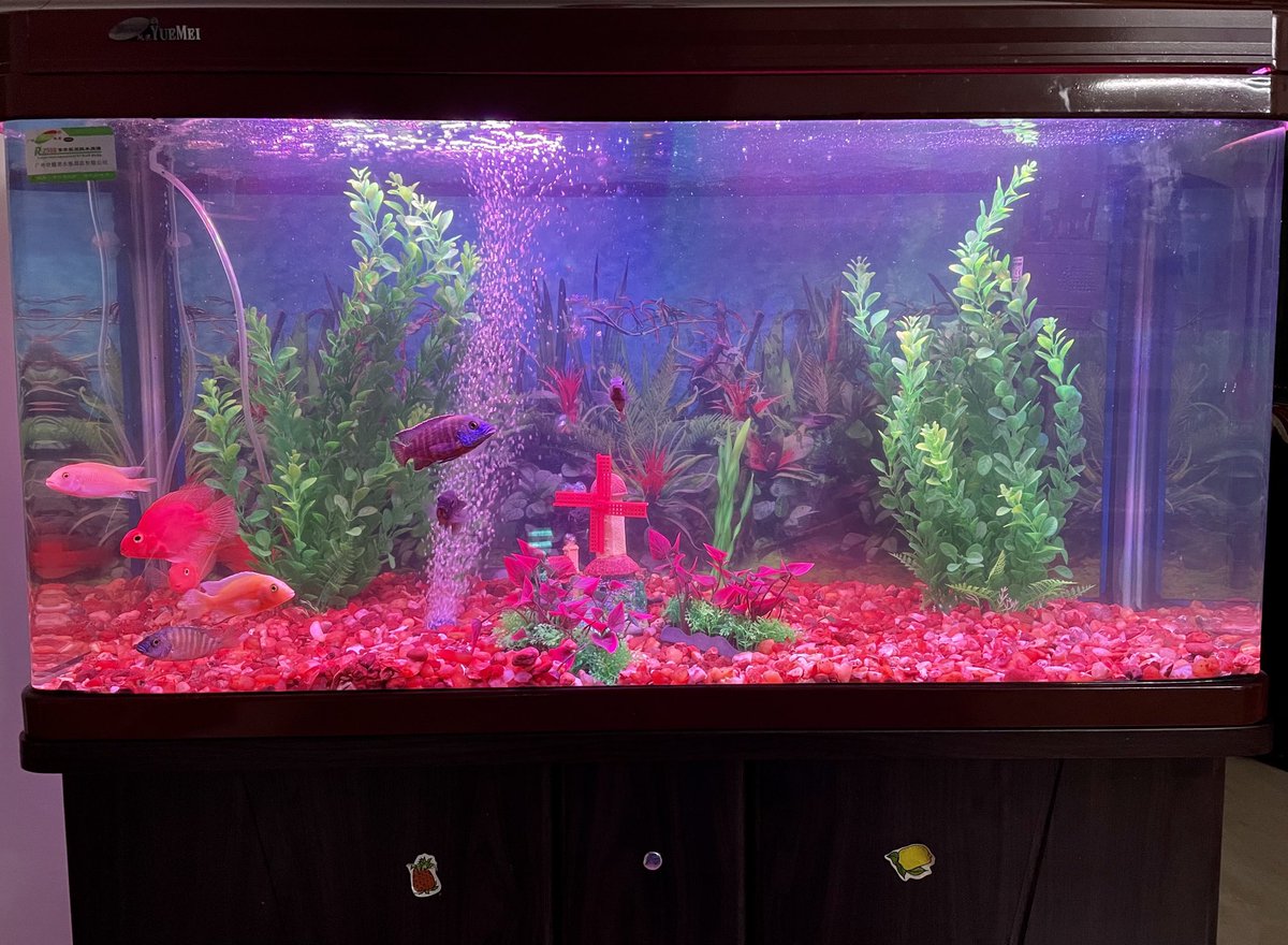 prabhusean7's tweet photo. Meet Yazhini’s new friends - Goldie, Dolly, Pinky, Annie, Grace, Dory & Nemo. #fishythings https://t.co/kwDG1S4o2n