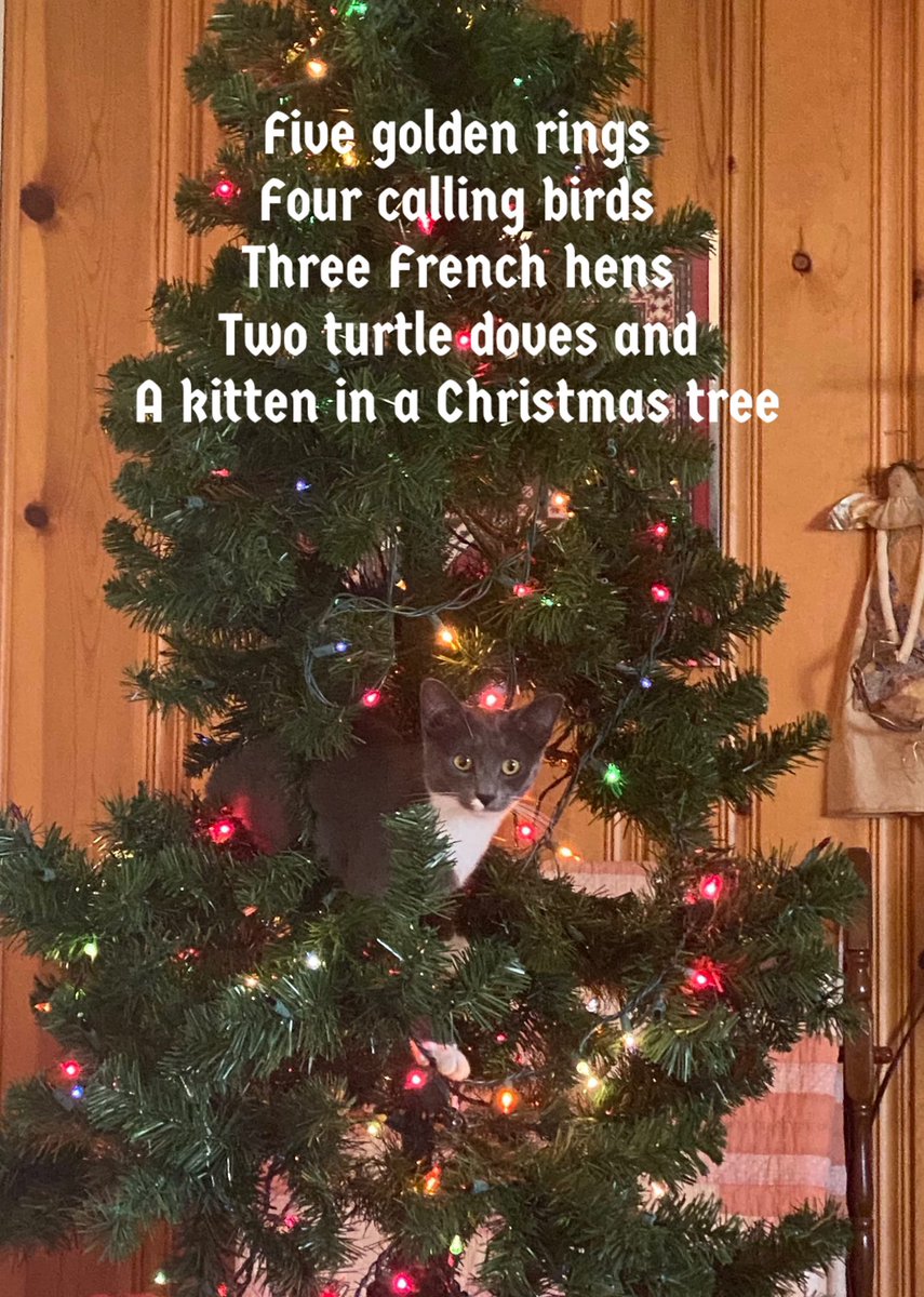 mountainsofva's tweet photo. #Caturday https://t.co/Tv2KjtuRJ9